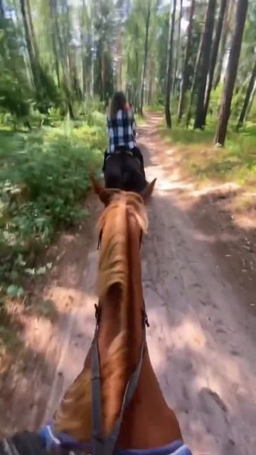Конная прогулка по заповедному лесу в Марий Эл: бронирование путешествий на сентябрь 🐴📆 смотреть онлайн