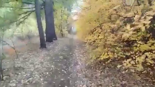 утром пробежка в Арборетуме осенние краски леса. Щучинск курорт Боровое. 19.09.2021г.(1) смотреть онлайн