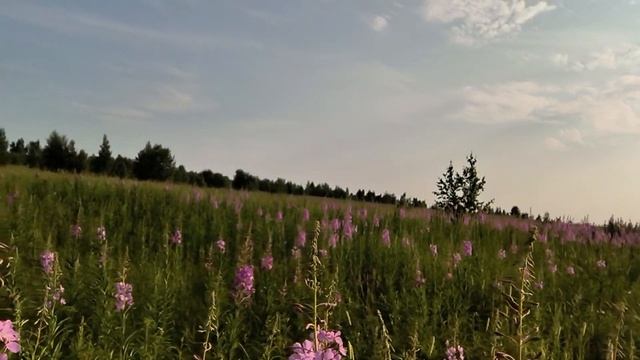 Сбор Иван-чая. смотреть онлайн