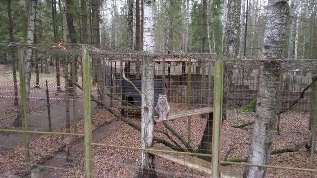 Романов лес. Продолжение смотреть онлайн