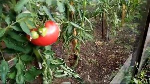 Томат Дынюшка.Главный дегустатор поставил оценку отлично!!!!