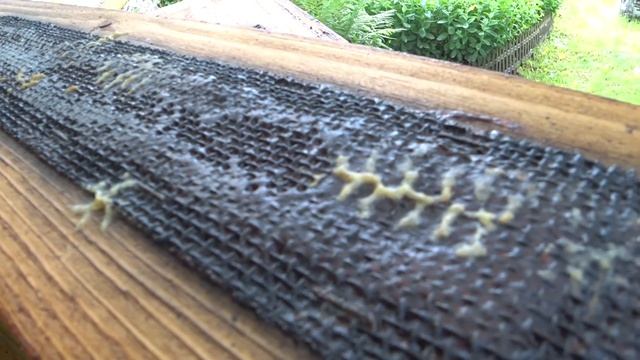 ⚠️ ВКУСИЛА бджола | 😱 Іду до БДЖІЛ | СИЛЬНА АЛЕРГІЯ🐝 || Влоги українською