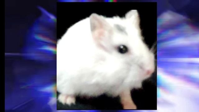 Phonk frente frente (Super slowed) Хомяш смотреть онлайн