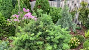 В ожидании цветения пионов. В саду у Светланы, г.Пушкин(С-Петербург), весна 2024