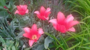 VID_20250425_112821.mp4