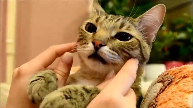 кузя смотреть онлайн