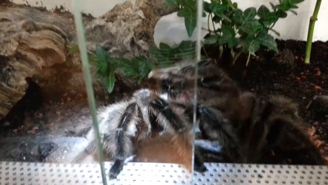Verpaarung Grammostola Grossa