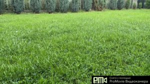 Клевер белый. Газон из клевера 5 лет. Как я сажал газон своими руками. Часть 5