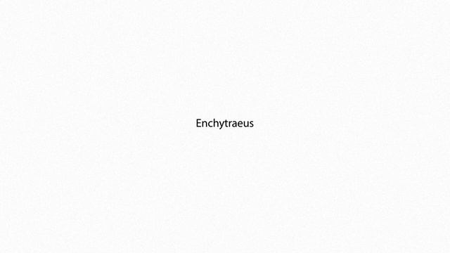 Enchytraeus PRONUNCIATION смотреть онлайн