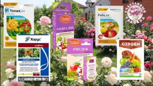 МУЧНИСТАЯ РОСА. СИСТЕМА ЛЕЧЕНИЯ РОЗ ОТ МУЧНИСТОЙ РОСЫ. ИСПОЛЬЗОВАНИЕ ФУНГИЦИДОВ И НАРОДНЫХ СРЕДСТВ.