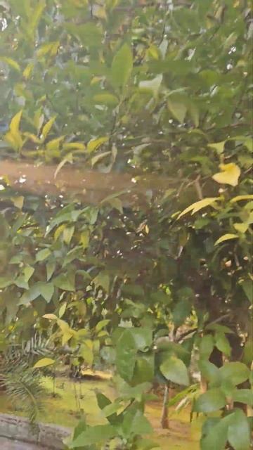 Гагра2024 пансиотнат Амра#отдых смотреть онлайн