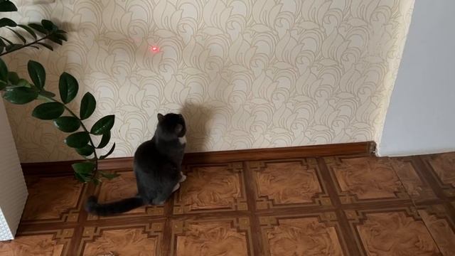 Кот Симба играет с лазером смотреть онлайн