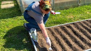 Пришло время сажать лук.