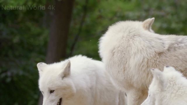 Explore the challenging life of the arctic wolf смотреть онлайн