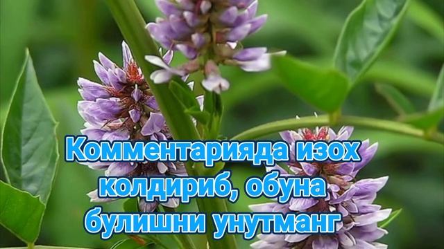 Кизил мия_  Qizil Miya.