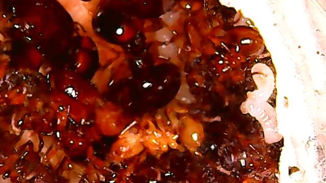 Acanthomyrmex glabfemoralis смотреть онлайн