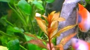 Aquarium. Прозерпинака  палюстрис.