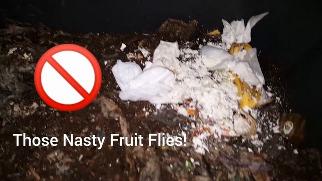 How To CONTROL Fruit Flies In Worm Compost Bin смотреть онлайн