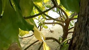 Мальдивы  Cinnamon Dhonveli Maldives (Chaaya island dhonveli)
