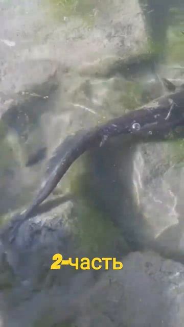 Опускаем сомика в реку ИЛИ. #кемпинг #наудочку #баканас смотреть онлайн