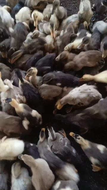 #farming #duckfeed #independenceday #chicken #duck #azola смотреть онлайн