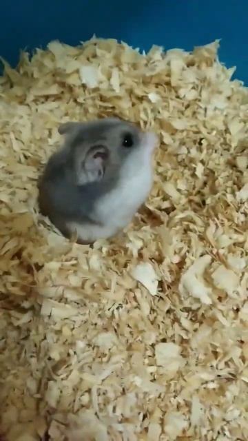 Это хомяк моей подруги