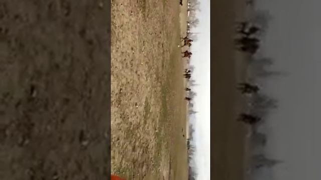 Кок бору смотреть онлайн
