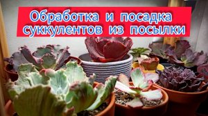 Обработка и посадка суккулентов из посылки