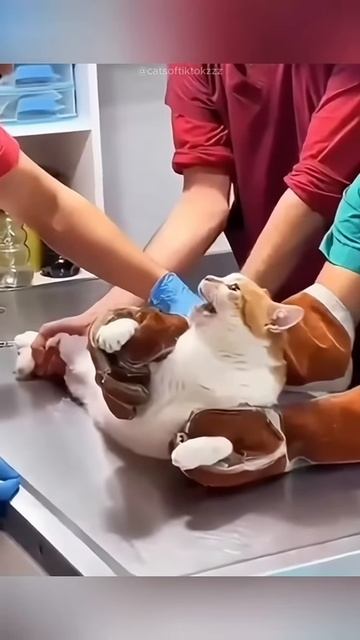 Funny Cats #short #gatosgraciosos #catsofunny смотреть онлайн