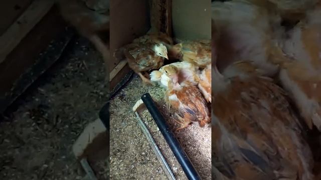 Голая Шейка! Ну и что такого? 🐤🐤🐤