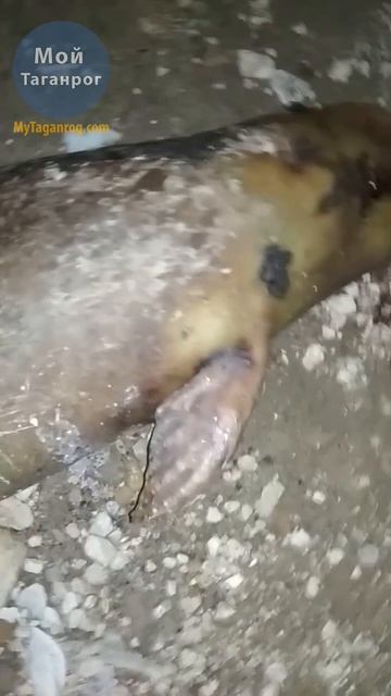 Азовка на Центральном пляже в Таганроге смотреть онлайн