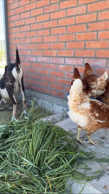 Доброе утро ☀️ У Измы новый окрас😃