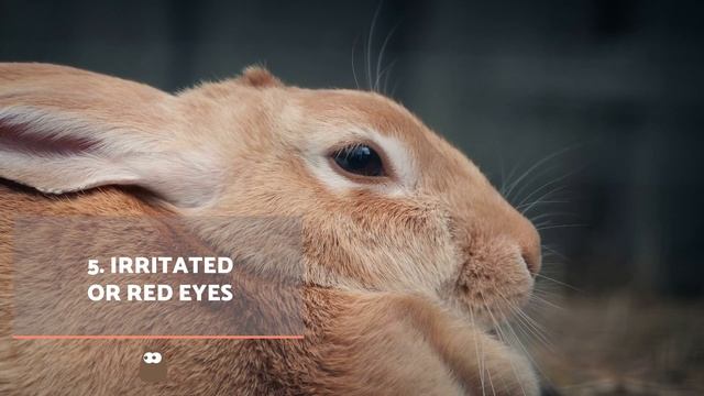 10 SIGNS of a SICK RABBIT 🐰🤒 Symptoms Your Rabbit Is Sick смотреть онлайн