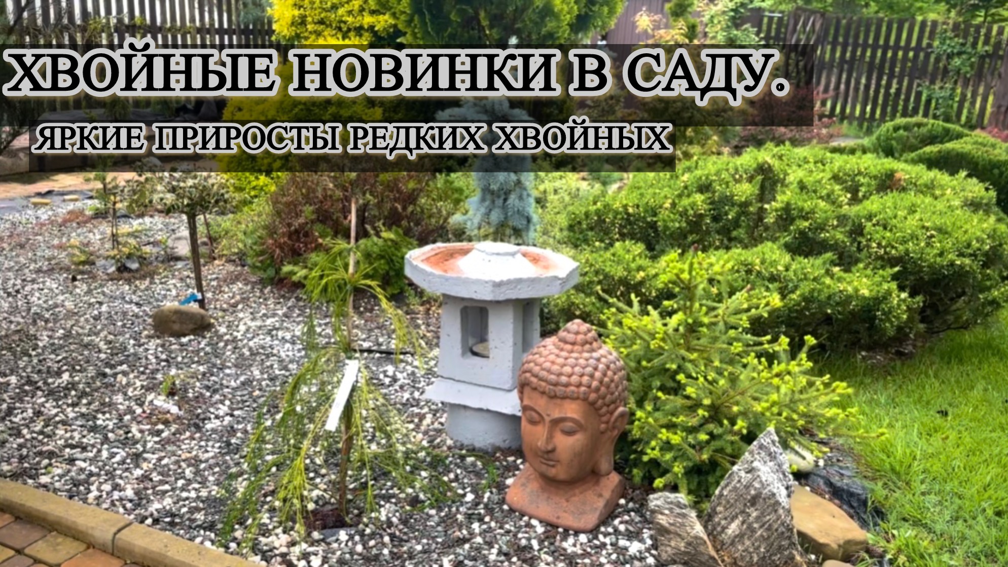 Хвойные новинки в саду. Яркие приросты редких хвойных. смотреть онлайн