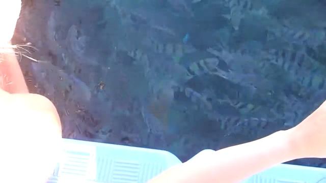Соотечественники пытаются откормить наполеошечку смотреть онлайн