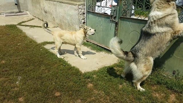 Кавказка Овчарка/Caucasian shepherd dog смотреть онлайн