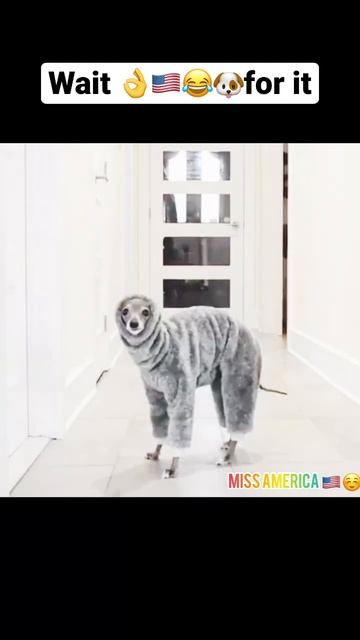 Funnycats And 🇺🇸😹🐶😳 Dogs Viral Videos #100 #shorts