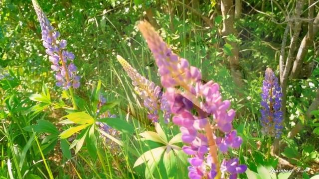 25 апреля-День дочерей. И сегодня смотрите ролик с трогательной песней "Доченька" группы Дискомафия смотреть онлайн