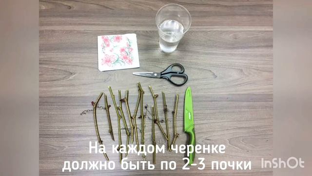 Сажаем красивый виноград