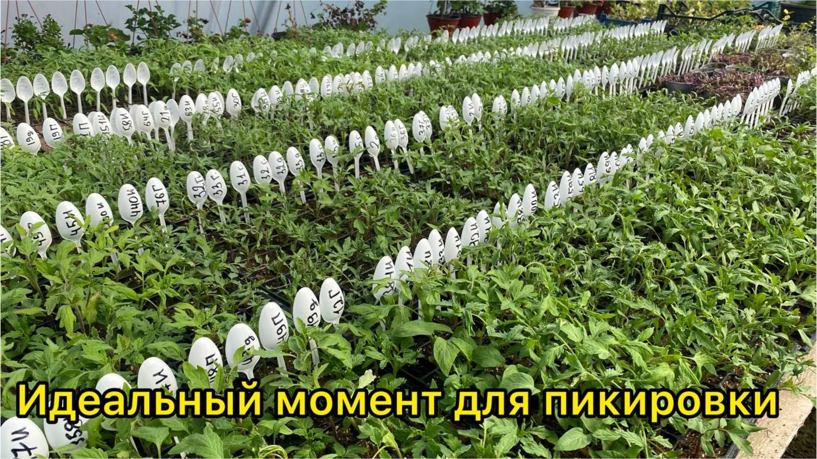 Пикировка / пересадка рассады томатов. Когда и как пикировать рассаду. смотреть онлайн