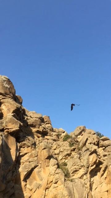 Белоголовый сип. Дагестан, хребет Нарат-Тюбе. Dagestan, Russia смотреть онлайн