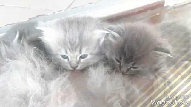 На этих милых созданий можно любоваться часами.😍
Приятного просмотра 😄
#котята #милости #Алекка #М смотреть онлайн