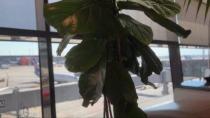 Обзор бизнес-зала Alfa only lounge в аэропорте Шереметьево