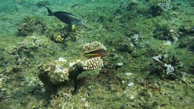 Paracirrhites forsteri – Кудрепёр Форстера – Blackside hawkfish DSCF0501 смотреть онлайн