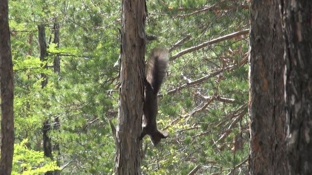 В Дарасуне - Белка 2 смотреть онлайн