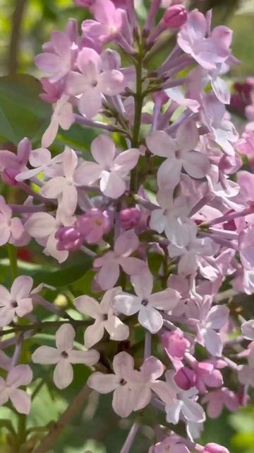 #shots #vlog #relax #shortsvideo #shorts #весна #сирень #цветы #шансон #песни