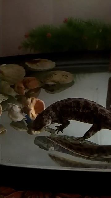 Тритон ха-ха-ха!!!