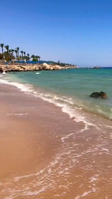 Egypt 2022. Hotel Albatros Royal Grand. Sharm el Sheikh. Египет.Шарм эль Шейх. смотреть онлайн