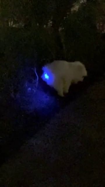 собака с мигалкой смотреть онлайн