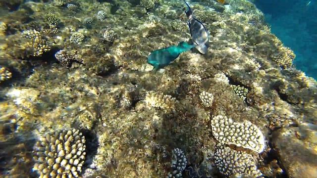 Подводный мир отеля Island View Resort 5*. Snorkelling with fish in the Red sea at Sharm-El-Sheikh смотреть онлайн